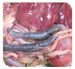  Distended small intestine filled with fluids & clotted blood